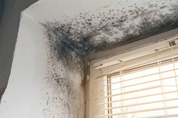 Affordable Mold Remediation solutions in Breckinridge Center, KY